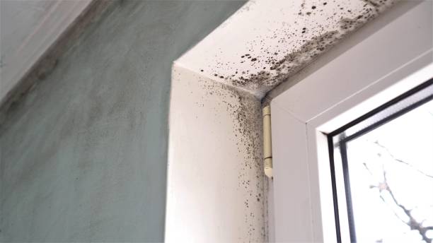 Best Toxic Mold Removal  in Los Gatos, CA
