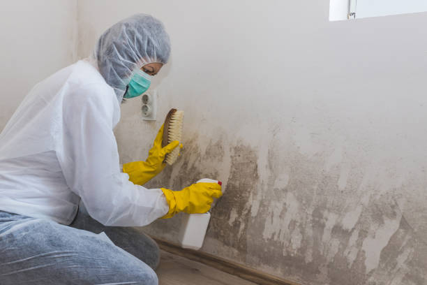 Best Black Mold Removal  in Los Gatos, CA