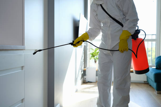 Mold Removal Process in Los Gatos, CA