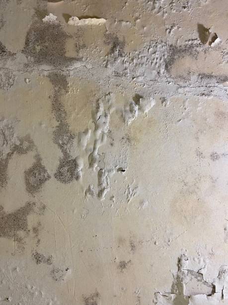 Best Mold Removal Process  in Los Gatos, CA