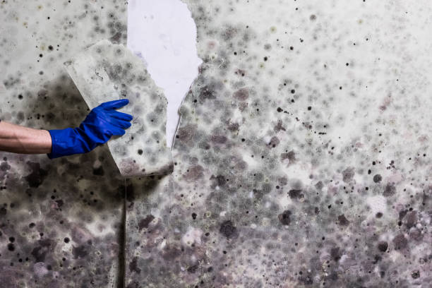 Best Emergency Mold Removal  in Los Gatos, CA