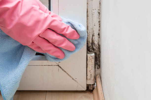 Attic Mold Removal in Los Gatos, CA